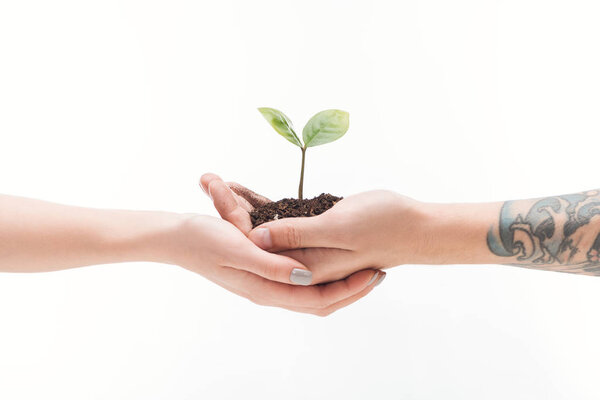 cropped view of couple holding ground with plant in hands isolated on white