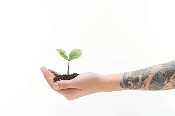 Cropped View Man Holding Ground Green Plant Hand Isolated White — Stock Photo, Image