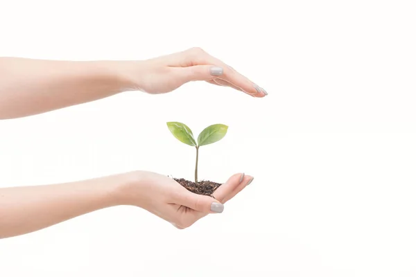 Vista Cortada Mãos Femininas Economizando Chão Com Planta Verde Isolada — Fotografia de Stock