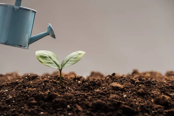 Molhar Brinquedo Pode Perto Planta Verde Isolada Cinza — Fotografia de Stock