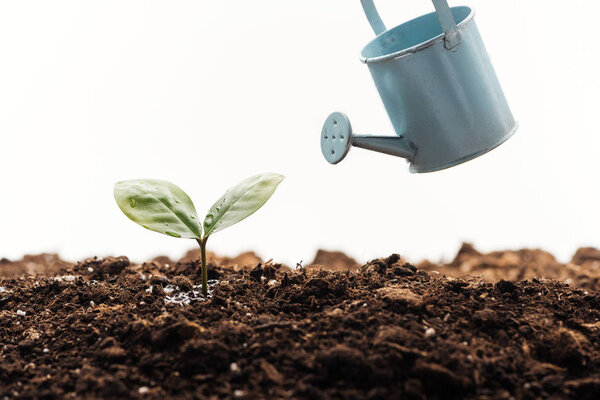 toy watering can near small plant in ground isolated on white