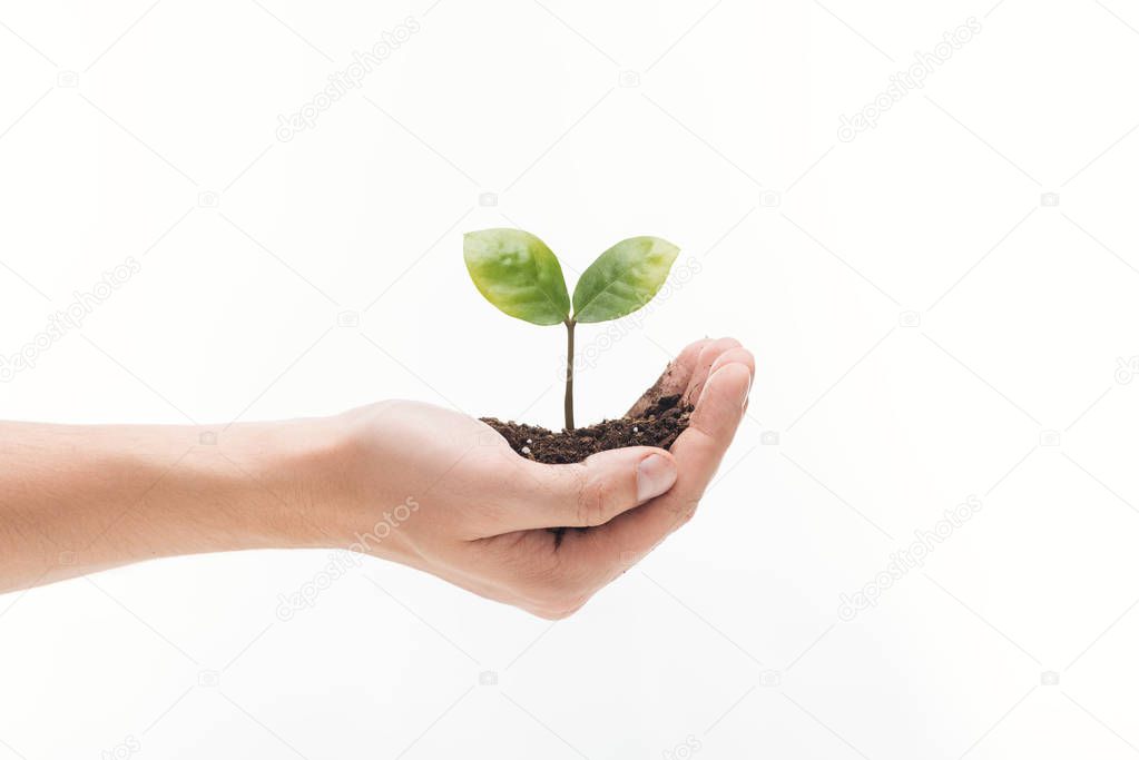 cropped view of man holding ground with green leaves in hand isolated on white
