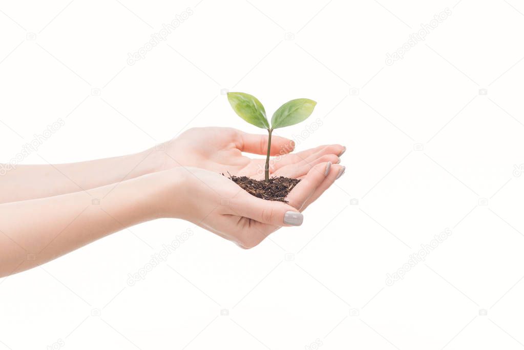 cropped view of female hands holding ground with green plant isolated on white                                      
