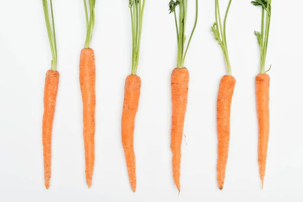 新鲜成熟的生胡萝卜整个胡萝卜的顶部视图安排在一排孤立的白色 — 图库照片