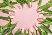 pohled shora na jaře tulipánů v rámci kruhu izolované na růžové