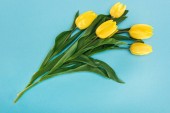 pohled shora kytice s žlutá jarní tulipány izolované na modré 8 březen