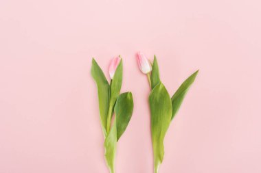 pink izole iki bahar lale üstten görünüm