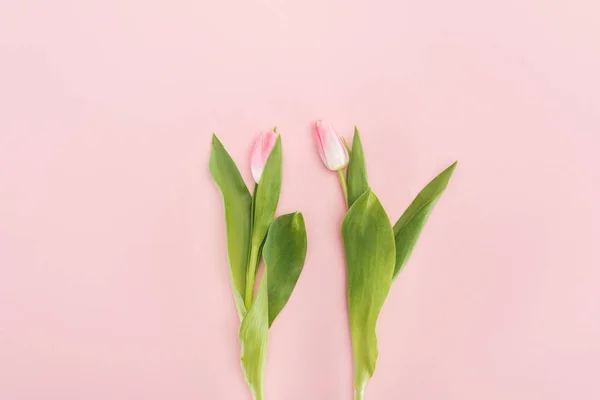 Vue Dessus Deux Tulipes Printanières Isolées Sur Rose — Photo