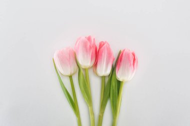 top view of pink tulip flowers isolated on grey clipart