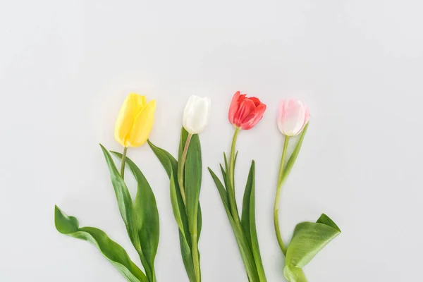 Top View Yellow White Red Pink Tulips Isolated Grey — Stock Photo, Image