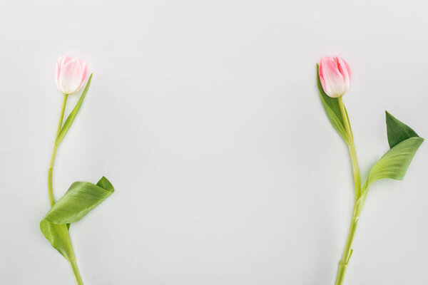 top view of two pink tulip flowers isolated on grey with copy space