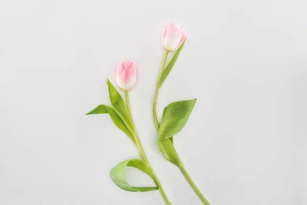 Top View Two Pink Tulip Flowers Isolated Grey — Stock Photo, Image