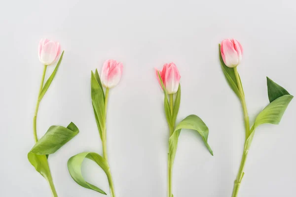 Vista Superior Flores Tulipa Rosa Isoladas Cinza — Fotografia de Stock