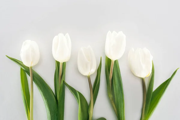 Vue Dessus Des Fleurs Tulipes Blanches Isolées Sur Gris — Photo