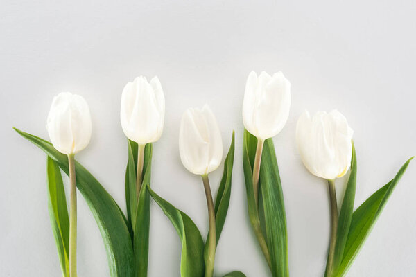 белый тюльпан цветы изолированы на серый
