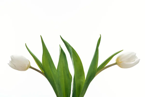 在白色上查出的两朵白色郁金香花 — 图库照片