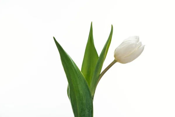 Witte Tulp Bloem Geïsoleerd Wit — Stockfoto