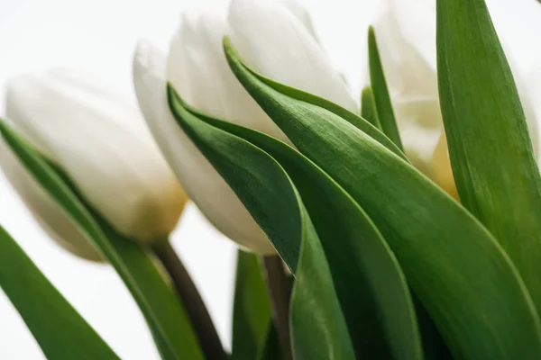 Detail Květů Bílé Tulipán Izolované Bílém — Stock fotografie