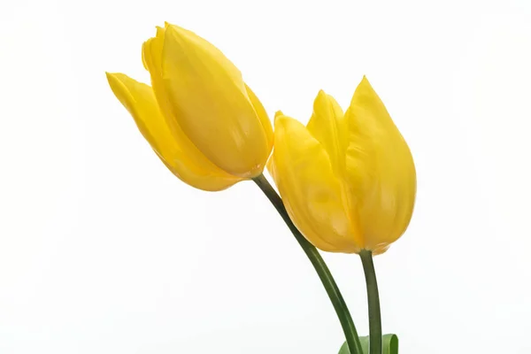 Deux Fleurs Tulipes Jaunes Isolées Sur Blanc — Photo