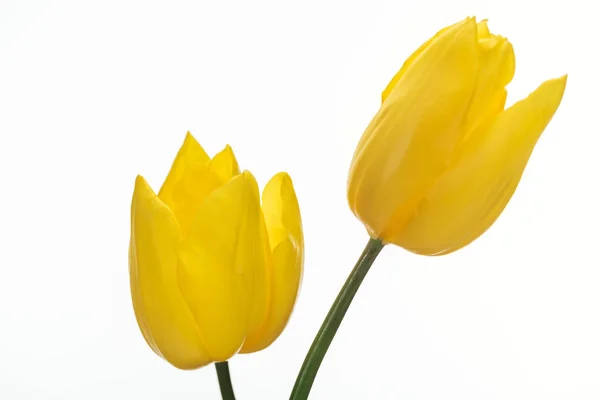 Två Gula Tulpaner Blommor Isolerad Vit — Stockfoto
