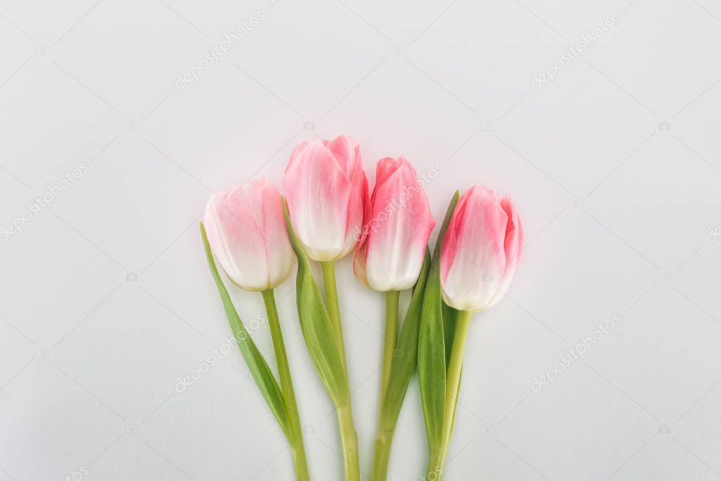 top view of pink tulip flowers isolated on grey