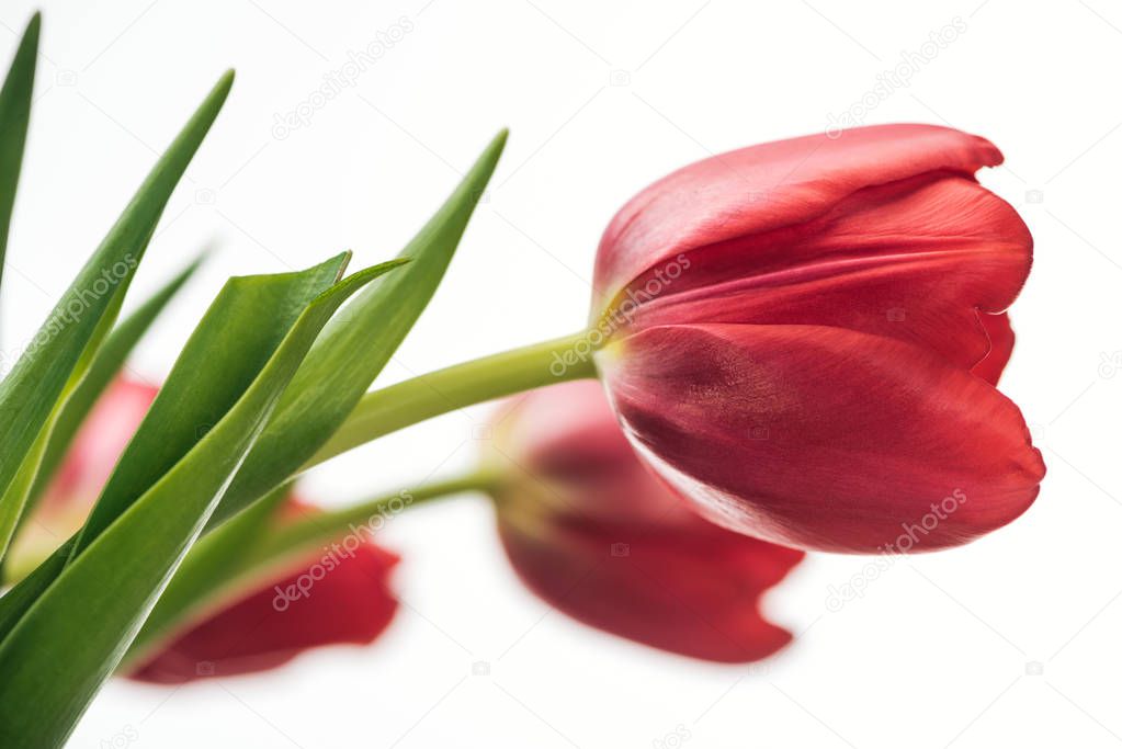 selective focus of red tulip flowers isolated on white