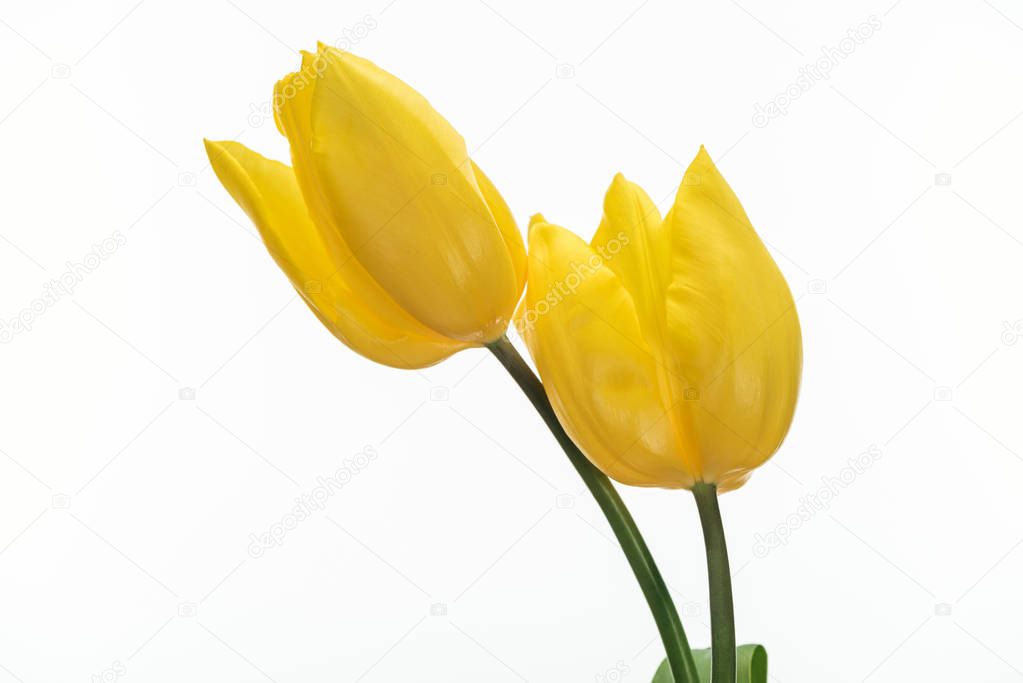 two yellow tulip flowers isolated on white