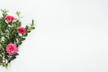 Pembe güller ve yeşil şimşir kompozisyonu üstten görünüm beyaz arka plan üzerinde