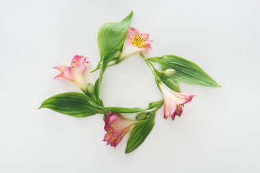top view of composition with pink flowers and green leaves on white background clipart