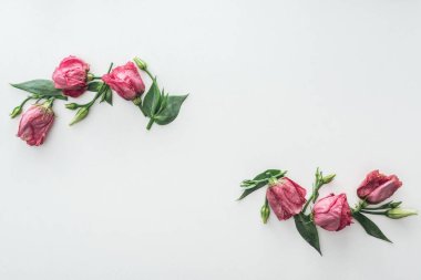 top view of compositions with pink eustoma on white background clipart