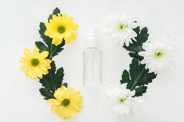 top view of compositions with chrysanthemums and empty spray bottle on white background