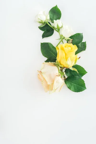 Vista Superior Composición Con Rosas Sobre Fondo Blanco — Foto de Stock