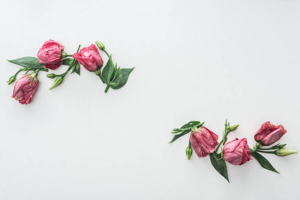 top view of compositions with pink eustoma on white background