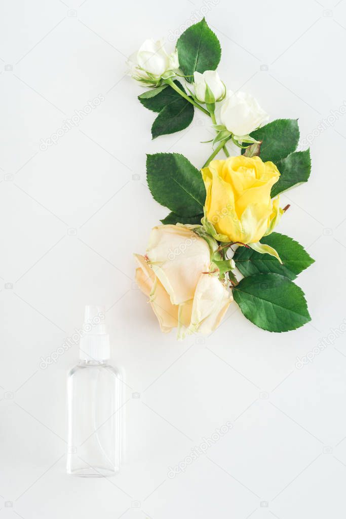 top view of composition with roses and empty spray bottle on white background