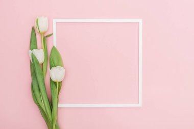 pink izole Beyaz Lale çiçek ile boş çerçeve