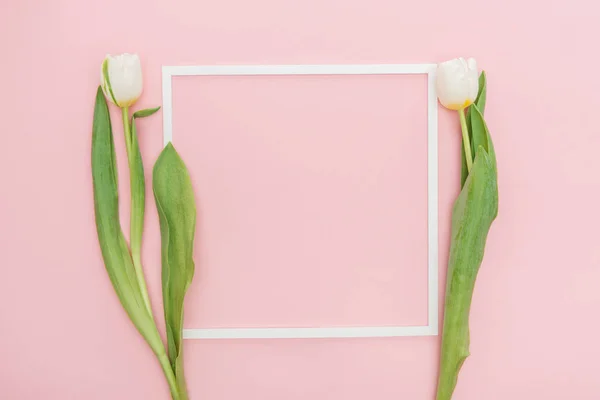 Leerer Rahmen Mit Weißen Tulpen Isoliert Auf Rosa — Stockfoto