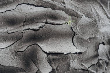 young green plant on dried cracked wasteland surface, global warming concept clipart