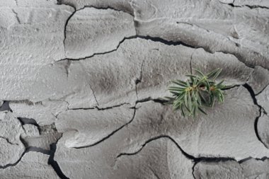 Genç yeşil bitkiler kırık arazi yüzeyi, küresel ısınma konsepti