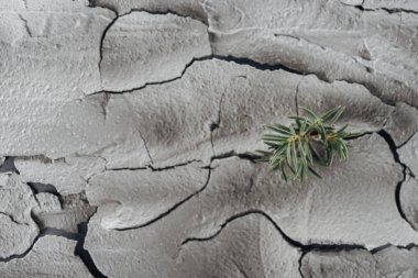 young green plants on cracked land surface, global warming concept clipart