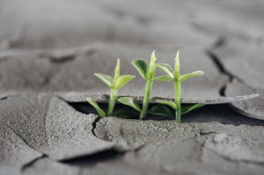 selective focus of young green plants on dried cracked ground, global warming concept clipart