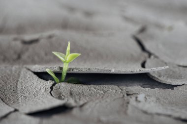 selective focus of young green plant on cracked ground surface, global warming concept clipart