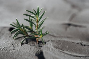 selective focus of young green plants on dried cracked soil surface, global warming concept clipart