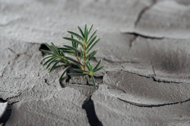 selective focus of young green plants on barren ground surface, global warming concept clipart