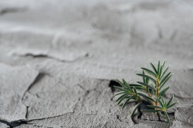 selective focus of young green plants on dried cracked land surface, global warming concept clipart