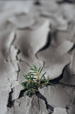 selective focus of young green plants on rough cracked ground surface, global warming concept clipart