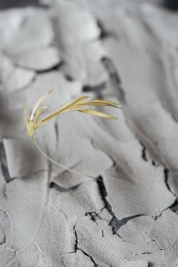 selective focus of dry plant on cracked ground surface, global warming concept clipart