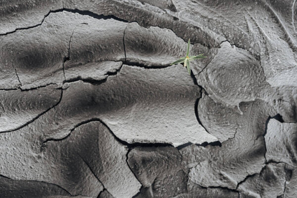 young green plant on dried cracked wasteland surface, global warming concept