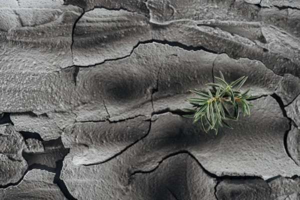 Dried Cracked Ground Surface Young Green Plants Global Warming Concept — Stock Photo, Image