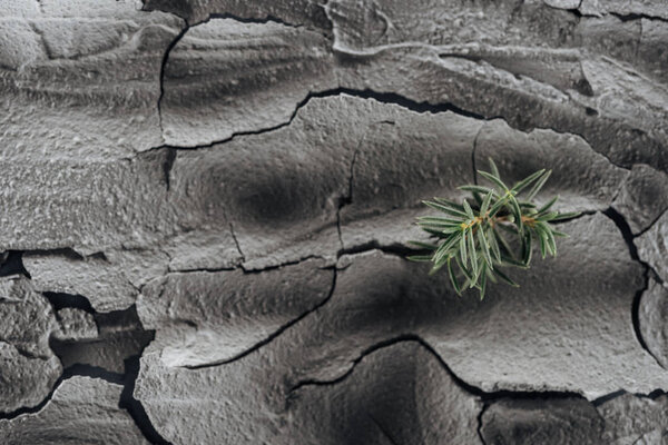 dried cracked ground surface with young green plants, global warming concept