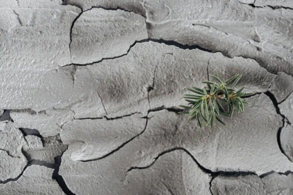 Młode Rośliny Zielone Powierzchni Ziemi Pęknięty Globalne Ocieplenie Koncepcja — Zdjęcie stockowe